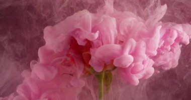 Mürekkep sisi. Sanat çiçeği. Gül yaprağında pürüzsüz renkli duman üfürüğü akışı. Soyut doğa bulanık, bulanık, pembe, parıltılı su arka planı..