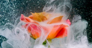 Sanat buharı. Gül dumanı. Taze pembe turuncu çiçeğin üzerine beyaz sisli boya dökülmüş. Taze pembe turuncu çiçek yaprakları parıldayan bulanık, soyut gri arka plan su boyası..