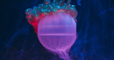 Parlatıcı boya. Köpüklü top. Soyut sanat üzerine odaklanmış neon rengi mor bronz parlak ıslak geometrik bulut yuvarlak dokusu koyu siyah arkaplan.