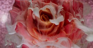 Çiçek arkaplan. Boya sıçraması. Odaklanmamış kırmızı pembe pembe gül yaprakları soyut yaratıcı sanat eserlerinde doğa bulutu sıvısı su damlacıkları tüttürür..