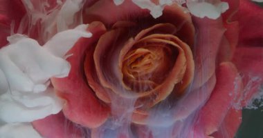 Gül goncası. Su boyası sıçraması. Odaksız beyaz kırmızı çiçek yaprakları sis dalgası olgun akış soyut sanat yaratıcı arka planda yayılıyor.