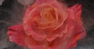 Sis gülü. Buhar boyası. Odaklanmamış kırmızı turuncu renk çiçek yaprakları sıvı doğa ıslak doku soyut sanat üzerine yayılıyor koyu siyah arkaplan.