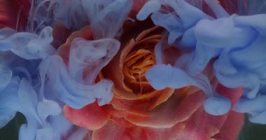 Gül arka planı. Sıvı sıçraması. Odaklanmamış kırmızı turuncu renkli çiçek. Çiçek çiçeği. Doğa boyası..