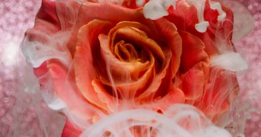 Çiçek arkaplan. Boya sıçraması. Odaklanmamış kırmızı pembe pembe gül yaprakları soyut yaratıcı sanat eserlerinde doğa bulutu sıvısı su damlacıkları tüttürür..