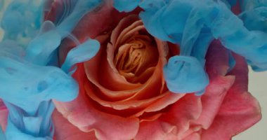 Gül çiçeği. Boya sıçraması. Odaklanmamış mavi bronz pembe renkli mürekkep dumanı su doğa dokusu soyut sanat arka planında yüzüyor..