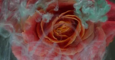 Su damlası gülü. Islak çiçek dokusu. Odaklanmamış mavi turuncu renk bitki yaprakları sıvı bulut doğa boyası soyut sanat arka planında yüzüyor..