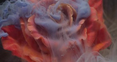 Mürekkep çiçeği. Gül dumanı. Odaklanmamış mavi renk bitki yaprakları soyut sanat üzerine yayılan su kokusu dokusu koyu siyah arkaplan.