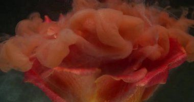 Çiçek sanatı. Boya dalgası. Odaklanmamış turuncu kırmızı gül yaprakları sıvı su doğası soyut koyu siyah arkaplan üzerine su sıçratır..