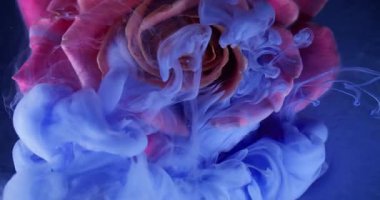 Su damlası gül çiçeği. Duman dokusu. Odaklanmamış pembe renk bitki yaprakları soyut sanat arka planına yayılan su mürekkebi sıvısını boyarlar..