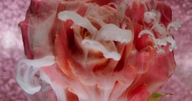 Çiçek yaprakları. Duman boyası sıçraması. Odaklanmamış kırmızı beyaz renk su mürekkep dokusu gül bitkisinin sıvı doğası soyut sanat ışıltısı arka planına düşer.