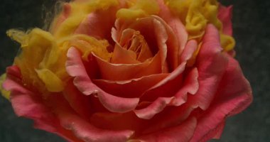 Su altı çiçeği. Çiçek boyası. Odaklanmamış pembe altın rengi gül suyu dumanı mürekkep akışı soyut sanat eseri koyu siyah arkaplan üzerine.