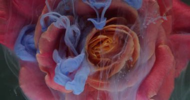 Boya çiçeği. Duman bulutu. Odaklanmamış kırmızı turuncu renkli bitki doğası su altında gül yaprakları soyut arka planda buhar akışı.