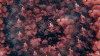 Mürekkep su sıçratır. Akışkan bulut. Odaklanmamış mor renkli ruhani kimyasal karışım sıvısı soyut karanlık sanat arka planında yüzüyor..