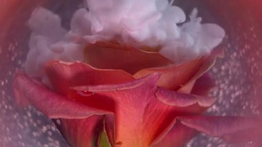 Sis akışı. Sanat çiçeği. Gül yapraklarının üzerine beyaz pigment dumanı dökülüyor. Soyut doğa bulanık pembe şeftali bulutu parıltılı mor su arka planı.