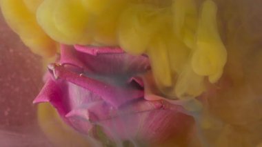 Duman sıvısı. Su altı çiçeği. Sis pembesi su akışında sarı suluboya dökülmüş. Doğal gül çözünmüş taç yapraklı sanat geçmişi.