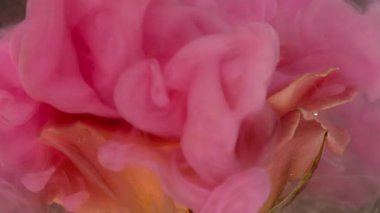 Duman patlaması. Gül çiçeği. Şeffaf sıvıya yayılmış garip pembe şeftali mürekkebi. Sanat sıvısı doğayı bulanıklaştırır soyut gri arkaplan parıldayan yüzey.