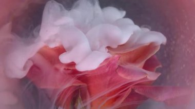 Puf boyası. Sis çiçeği. Zarif canlı parlak gül beyaz sprey mürekkep. Pembe şeftali dumanlı su. Soyut mor arka plan..