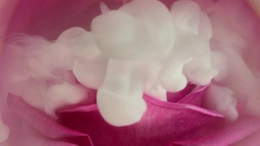 Mürekkep lekesi. Yaprak dumanı. Gül çiçeğini kaplayan beyaz dalga boyalı duman. Odaklanmamış pembe lens sanat soyut dekoratif arkaplan.