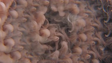 Bulut dalgası. Boya karışımı. Odaklanmamış mor renkli su mürekkep dokusu kimyasal buhar sıvısı soyut koyu siyah sanat arka planında ilerliyor.