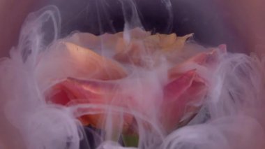 Sis akışı. Yaprak dumanı. Beyaz pembe şeftali rengi boya damlaları gül çiçeğini kaplıyor. Odaklanmamış lens soyut bulanık mor arkaplan.