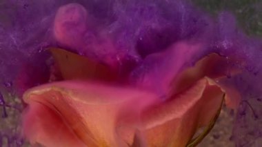 Dalga sisi. Sanat çiçeği. Gül yaprağında pürüzsüz renkli duman pudrası akışı. Soyut doğa pembemsi mor bulut parıltılı su arkaplanını çözdü.