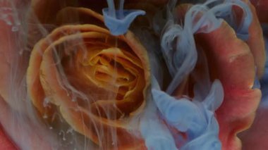 Sis sıvısı. Boya çiçeği. Odaklanmamış kırmızı turuncu bitki gül yaprakları su altında doğa buharı soyut sanat arka planında bulut akışı.