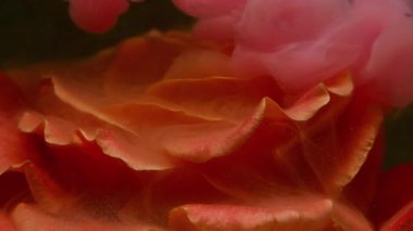 Mürekkep gülü. Çiçek buğusu. Odaklanmamış pembe turuncu çiçek yaprakları su buharı içinde doğa bulutu soyut sanat kara arka planda akıyor..