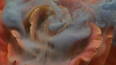 Gül dumanı. Dalga sisi. Odaklanmamış mavi renk bitki yaprakları soyut sanat üzerine yayılan doğa su dumanı dokusu sıçratır koyu siyah arka plan.