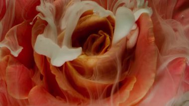 Boya sıçraması. Çiçek bırak. Odaklanmamış kırmızı pembe renk gül yaprakları soyut sanat arka planında sıvı su damlacıkları tüttürür..