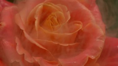 Buhar boyası. Çiçek tüttür. Odaklanmamış kırmızı turuncu renk çiçek yaprakları doğal sıvı ıslak doku soyut sanat üzerine yayılıyor koyu siyah arkaplan.