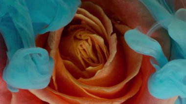 Yaprak sıvısı. Gül çiçeği. Odaklanmamış mavi bronz pembe renkli mürekkep rengi su, soyut sanat arka planında yüzen doğa yapısını bulutlandırıyor..