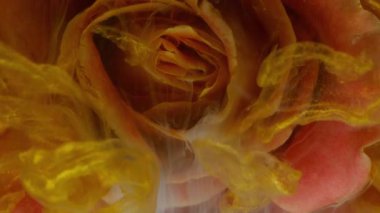 Su yaprakları. Duman sıçrat. Odaklanmamış kırmızı çok renkli gül parçacıkları duman doğa boya sıvısı soyut sanat arka planında karışım.