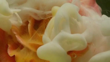 Boya sıçraması. Çiçek bırak. Odaklanmamış beyaz bronz renk su karışımı çiçek dokusu soyut koyu siyah sanat arka planında doğa dalgası.