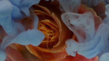 Sıvı sıçraması. Akış dumanı. Odaklanmamış kırmızı turuncu gül çiçeği. Suyu boya. Su yaprakları..