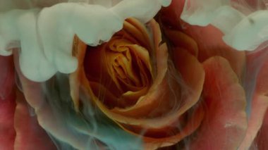 Duman boyası sıçraması. Su açar. Odaklanamayan mavi kırmızı gül desenli çiçek doğa sisi soyut sanat arka planında yüzüyor..