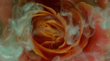 Çiçek dumanı. Dalga çiçekleri. Odaklanmamış mavi turuncu kırmızı gül yaprakları soyut sanat arka planında yüzen sıvı doğa boyası.