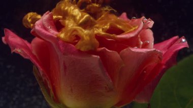 Yaprak sıvısı. Gül çiçeği. Odaklanmamış pembe renkli bitkiler yeşil yapraklar altın rengi sıçrama doğa boya damlacıkları soyut koyu siyah arkaplan.