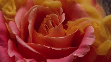 Sis boyası. Su altı çiçeği. Odaklanmamış pembe, altın sarısı, gül rengi, duman mürekkebi, soyut sanat eseri, koyu siyah arkaplan üzerine akıyor..