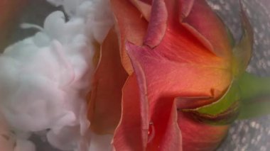 Dikey video. Mürekkep sisi. Sanat çiçeği. Gül yapraklarının üzerine beyaz pigment dumanı dökülüyor. Soyut doğa bulanık pembe şeftali bulutu parıltılı gri su arka planı .