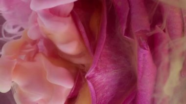 Dikey video. Dalga sisi. Gül çiçeği. Sıvı pembe turuncu boya girdaplı patlama suyu doğal tomurcuk. Sanat sıvısı karışımı soyut arkaplan dokusu.