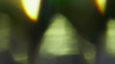 Ray parıldıyor. Bulanık ışık parlıyor. Odaklanmamış altın yeşili, pembe renkli mercek soyut sanat eserlerinde parıldıyor..