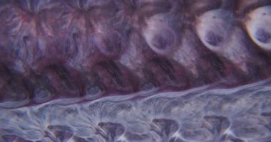 Odaklanamayan parlak emülsiyon. Prizma sıvısı. Renkli, parıldayan, sıvı sızıntısı desenli soyut bir arka plan. Mor gri boya karışımı.