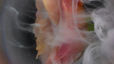 Dikey video. Duman sıvısı. Yaprak dumanı. Beyaz şeftali rengi boya damlası gül çiçeği tomurcuğunu kaplıyor. Odaklanmamış lens soyut bulanık arkaplan .