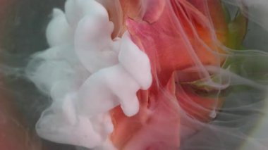 Dikey video. Duman patlaması. Sis çiçeği. Zarif canlı parlak gül beyaz sprey mürekkep çözünmüş pembe şeftali dumanı su doğası soyut renk arkaplan .
