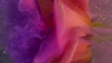 Dikey video. Mürekkep sisi. Sanat çiçeği. Gül yaprağında pürüzsüz renkli duman pudrası akışı. Soyut doğa menekşe mor bulut simli su arkaplanını çözdü .