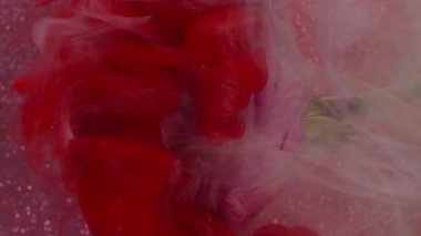 Dikey video. Sanat buharı. Gül dumanı. Çiçek dokusunda kırmızı beyaz sisli boya. Pembe yapraklı, parlak, soyut arka plan su pigmenti..