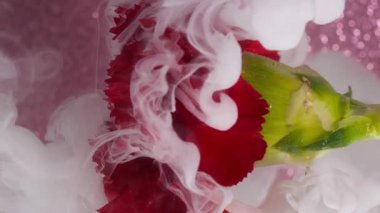 Dikey video. Fantezi dumanı. Sis mürekkebi. Kırmızı yapraklı karanfilin üzerine beyaz boya sıçramış. Sanat çiçeği bulanık renk sisi soyut arkaplan parıldıyor .
