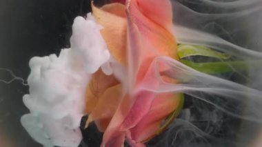 Dikey video. Mistik duman. Su altı yaprakları. Çiçek tomurcuğuna beyaz puf püskürtme mürekkebi. Haze gül doğal bulanık lens soyut arkaplan suyu.