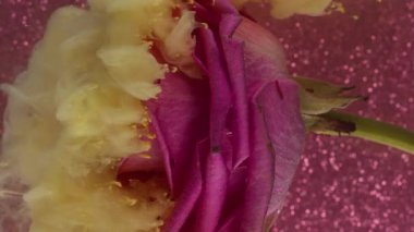 Dikey video. Dalga sisi. Gül çiçeği. Sıvı parçacıklar sarı boya, doğal tomurcukta patlayan kıvrımlı su. Sanat sıvısı pembe parıltılı soyut arkaplan dokusu.