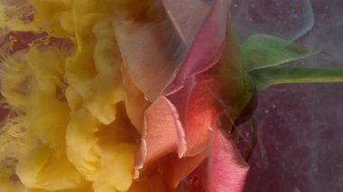 Dikey video. Sanat bulanıklığı. Gül dumanı. Sarı peçe renginde boya çiçeğin üzerine düşüyor. Doğanın taç yaprağı parıldıyor. Mor, soyut arka plan rengi su pigmenti yayılıyor..